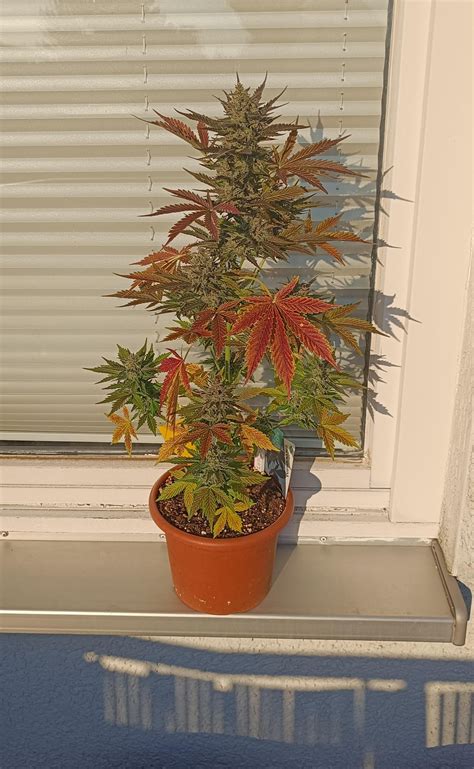 reddit german trees|A Place for German Ents .